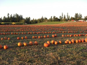 Marris Farms